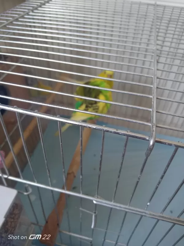 3 Yavrusuyla Birlikte Satılık Takım Muhabbet Kuşu