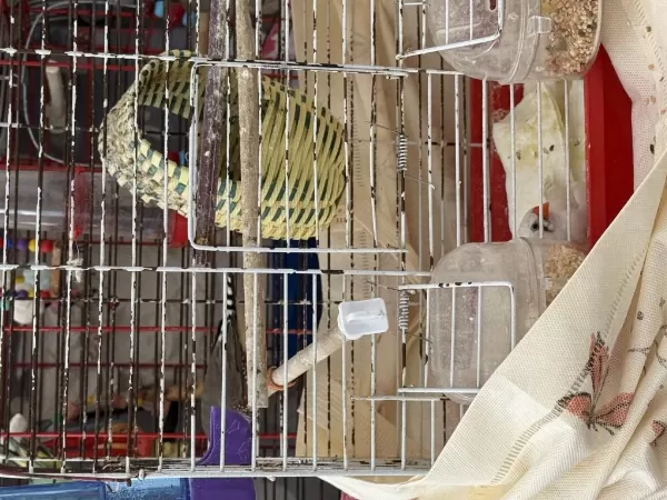 2 Adet Bülbül Erkek Dişi