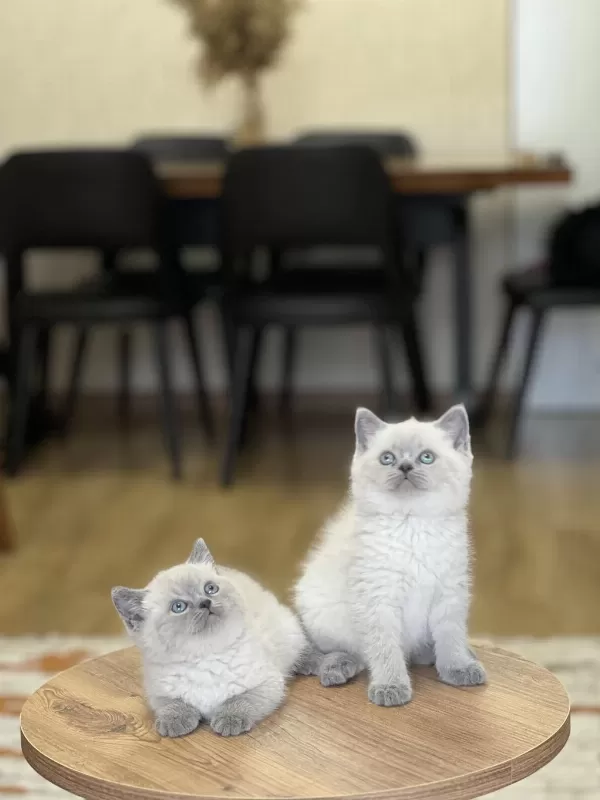 Hemen Teslim British Shorthair Blue Point Yavrum