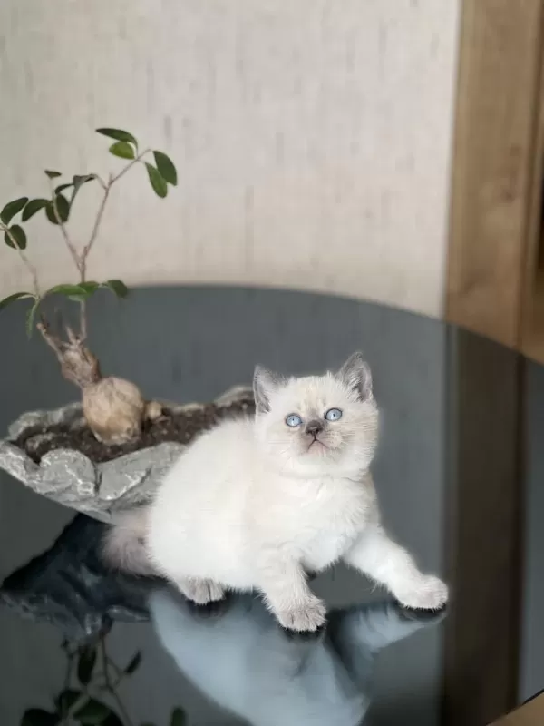 Gğzellik Abidesi Blue Poimt British Shorthair Yavrum