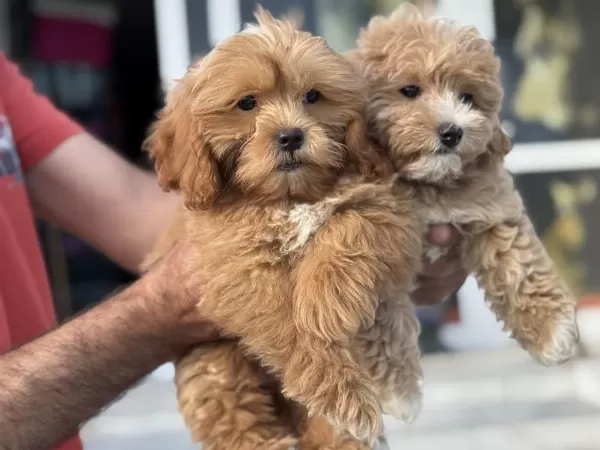Yasal Ruhsatlı Çiftlikden Maltipoo Yavrularımız