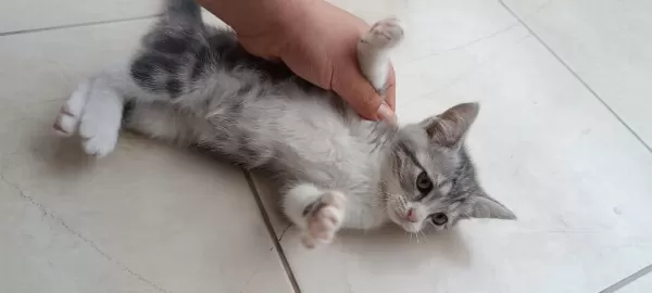 British Shothair Tabby