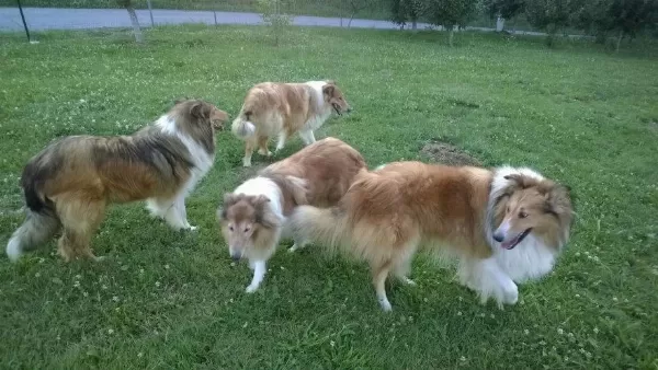 Rough Collie ( Lessie ) Yavrulari