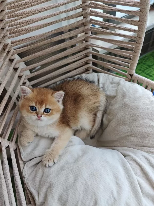 Golden British Shorthair Yavrum