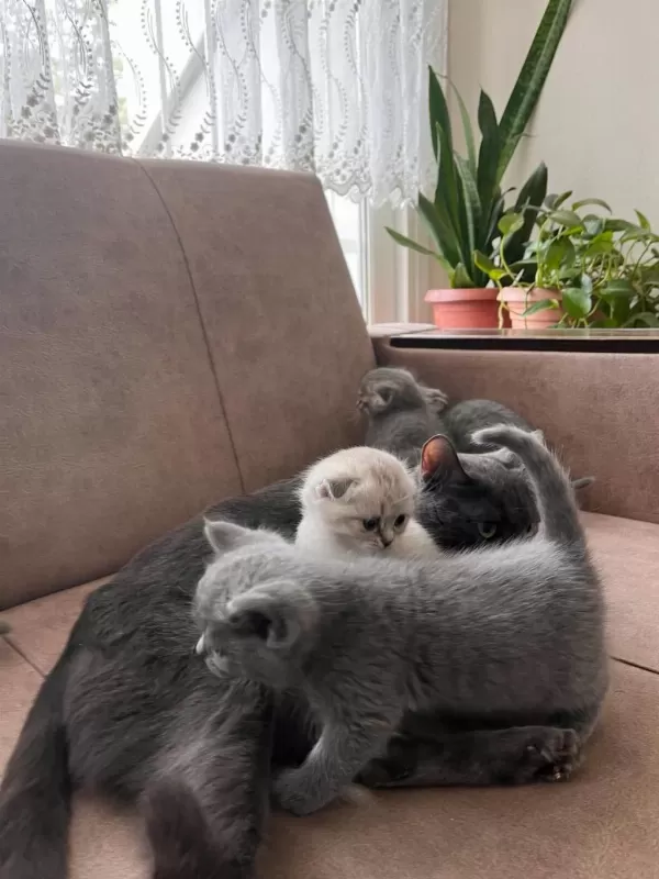 Top Kafa Üst Sınıf British Shorthair Yavrular