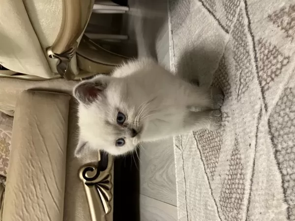 45 Günlük Erkek Yavru British Shorthair
