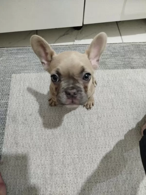 2 Aylık French Bulldog