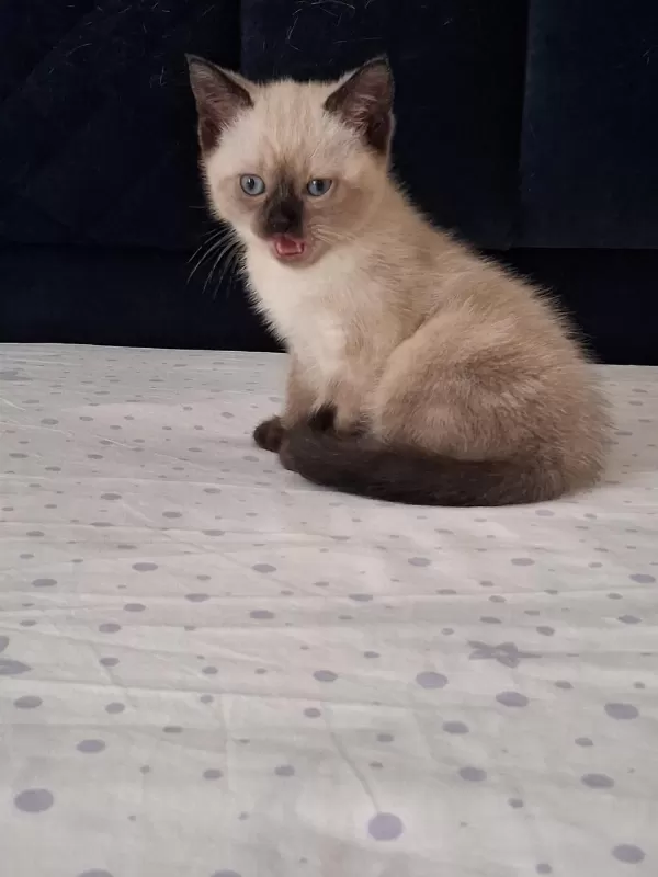 British Shorthair Yavrularımız