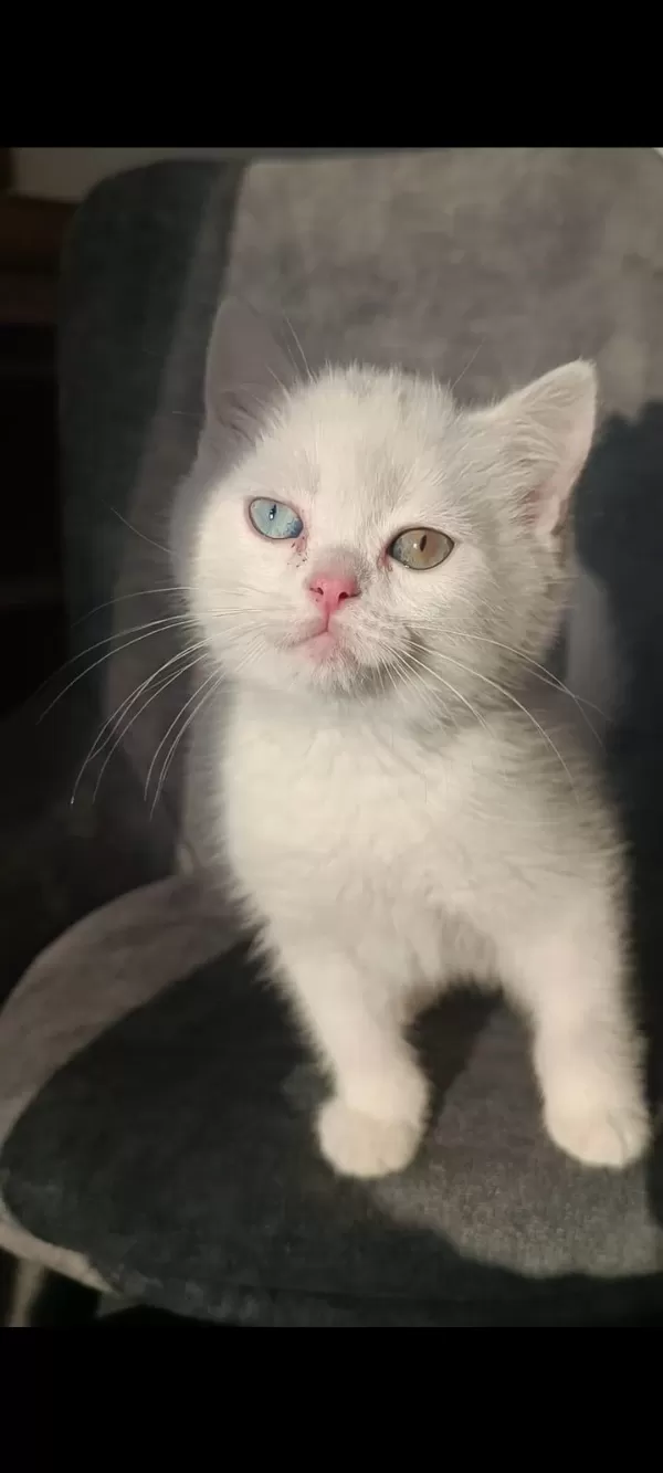Pofuduk Tatlı Kral Kedimiz