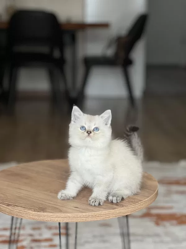 Evinizin Neşesi Mavi Göz British Shorthair Bebek