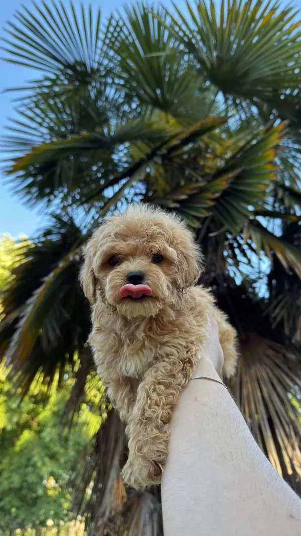 Kore Maltipoo Yavrumuz Yeni Yuvasina Hazir