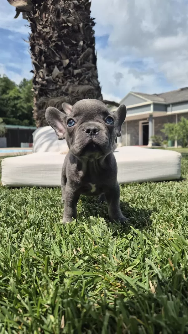 Blue French Bulldog Yavruları İstanbul