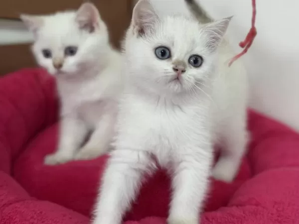 Golden Point British Shorthair Yavrularımız