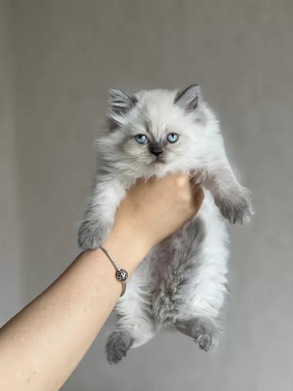 Evinizin Neşesi British Longhair Blue Point