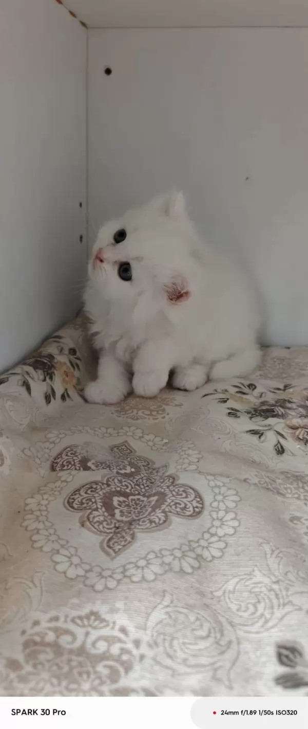 Minnoş Bebek Kediler