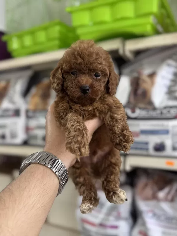 Toy Poodle Sıfır Boy Yavrularımız