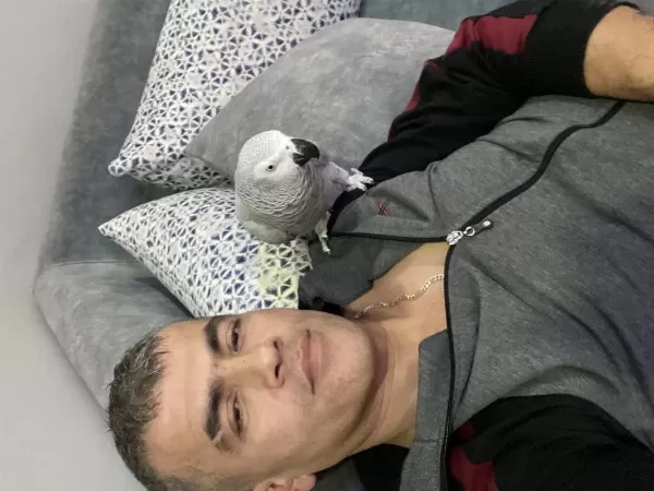Full Evcil Jako Papağanı
