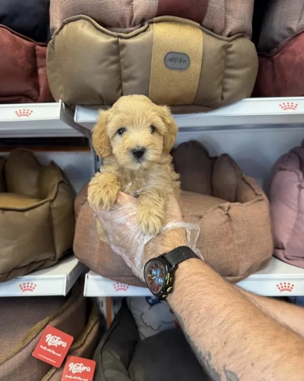 Maltipoo Babyface Yavrularımız
