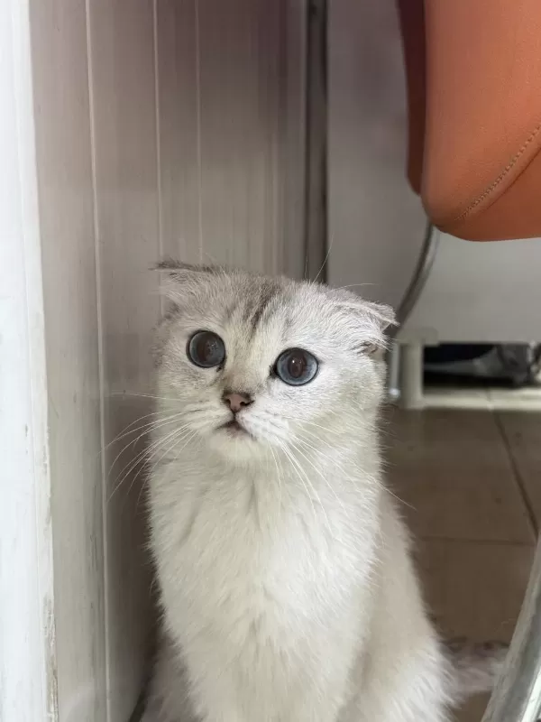 Ücretsiz Sahiplendirme Scottish Fold