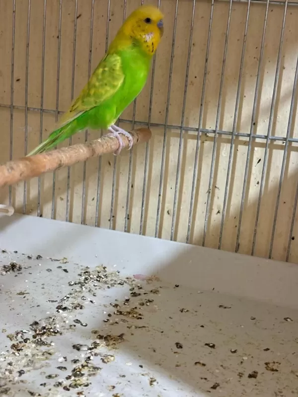 Uygun Genç Yeni Eşleme Genç Damizlik Çift Muhabbet Kuşu