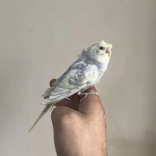 Bebek Muhabbet Kuşu Yeni Yeme Düşmüş