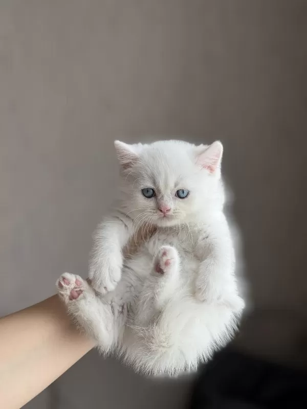 Maviş Göz Pamuk British Shorthair Yavrum
