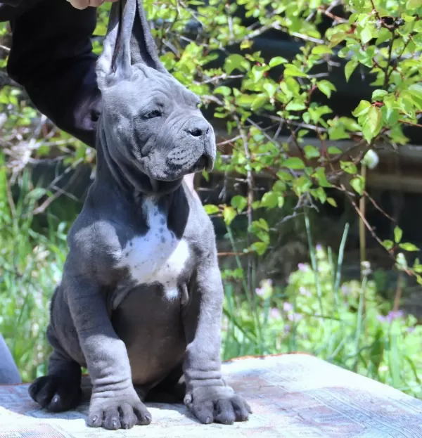 Fci-kif Secereli Safkan Cane Corso Köpekler