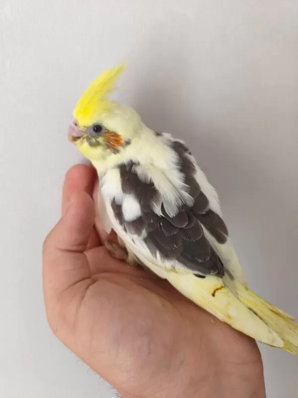 Acil Yeme Düşmüş Sultan Papağanı