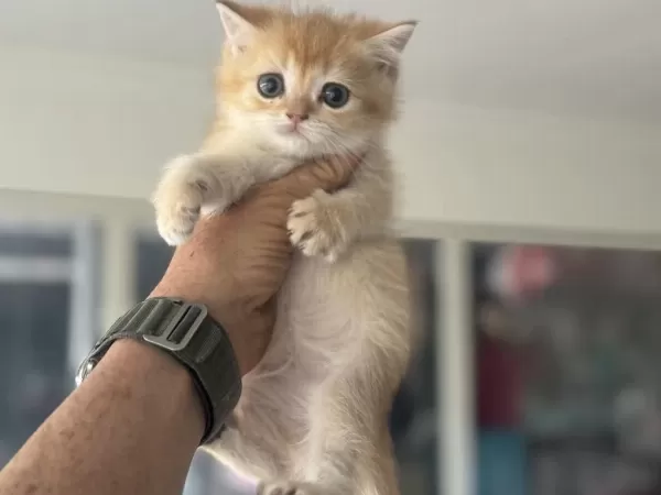 Ankarwda Ziyarete Açık Golden British Shorthair