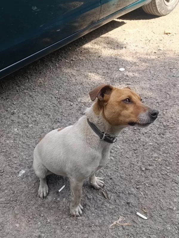 Orjinal Saf Kan Jack Russell