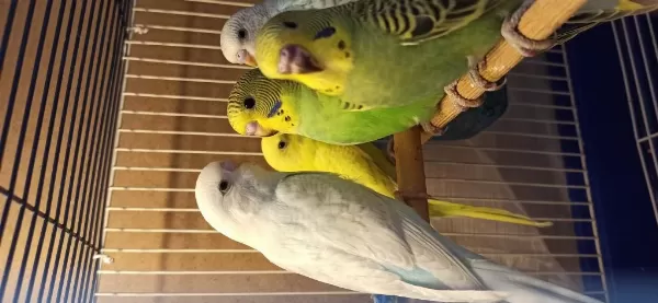 Muhabbet Kuşu Yavruları