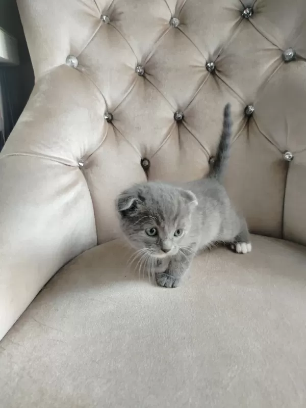 Mama Karşılığında Sahiplendirilecek Scottish Fold