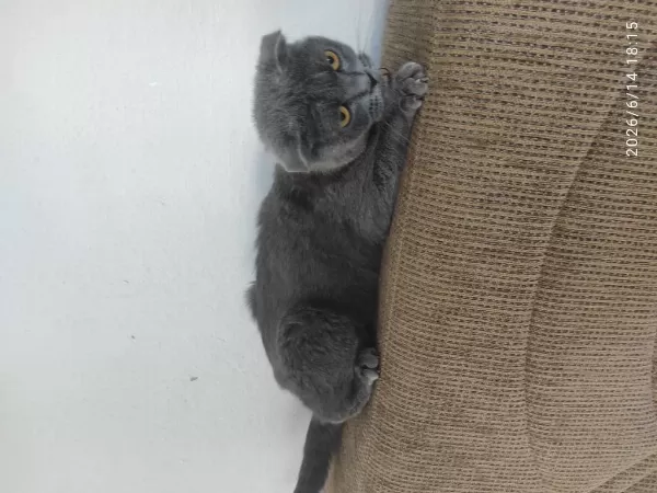 Şehir Değişikliği İçin Scottish Fold