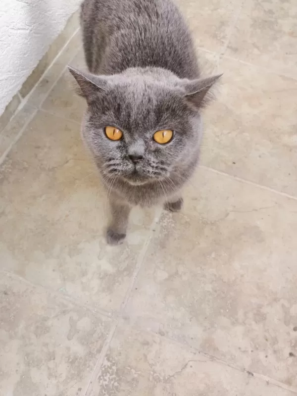Dişi British Shorthair