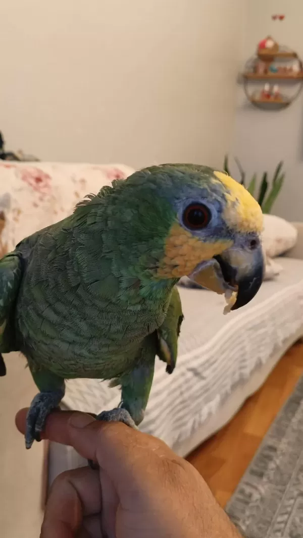 Yavru Amazon Papağanı Sarı Alın