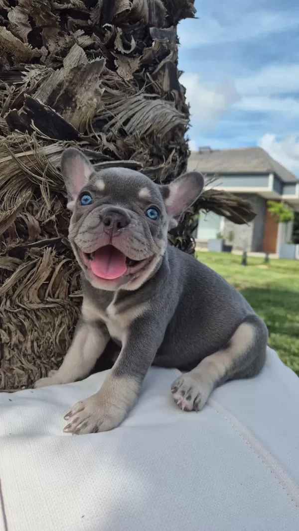 2 Renkli French Bulldog Yavruları Çiftlikten