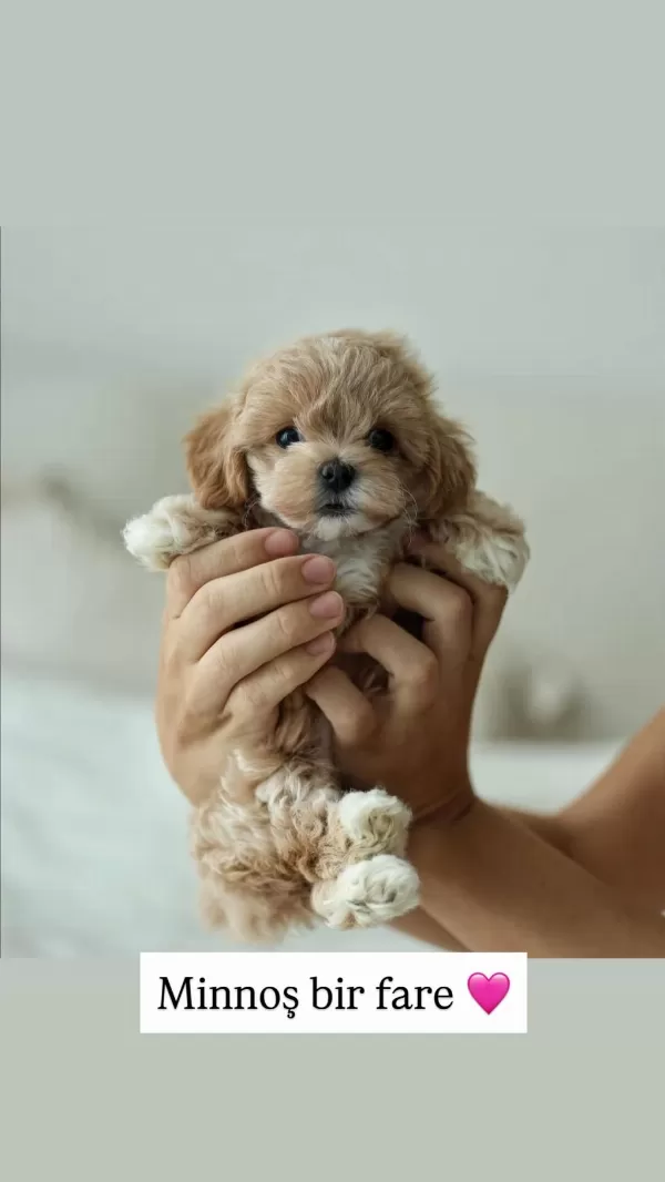 Mini Boy Orijinal Maltipoo Korean Aşılı Eğitimli