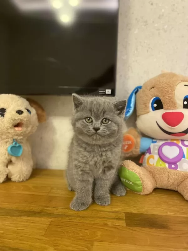 Bursanin En Seçkin British Shorthair Yavrulari
