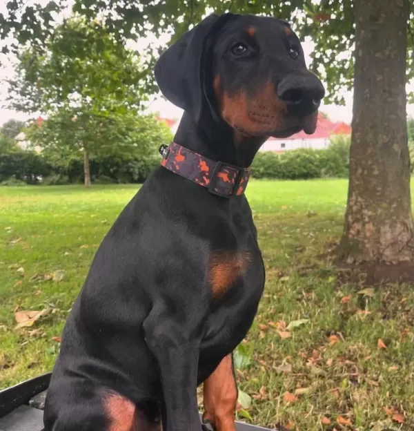 Europa Doberman Bebekler