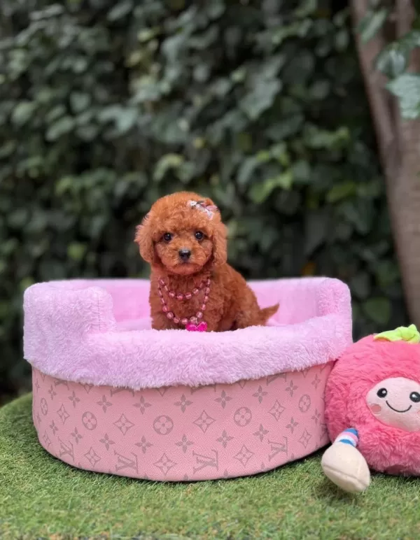 Orjinal Teacüp Poodle