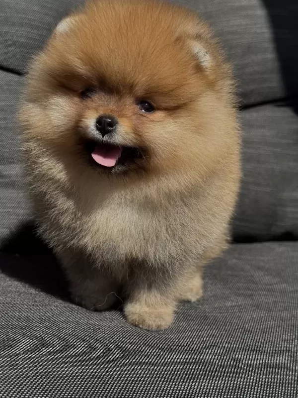 Pomeranian Boo Yavru Köpekler