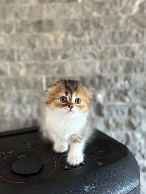 Scottish Fold Yavrularim