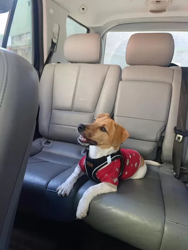 Orjinal Saf Kan Jack Russell