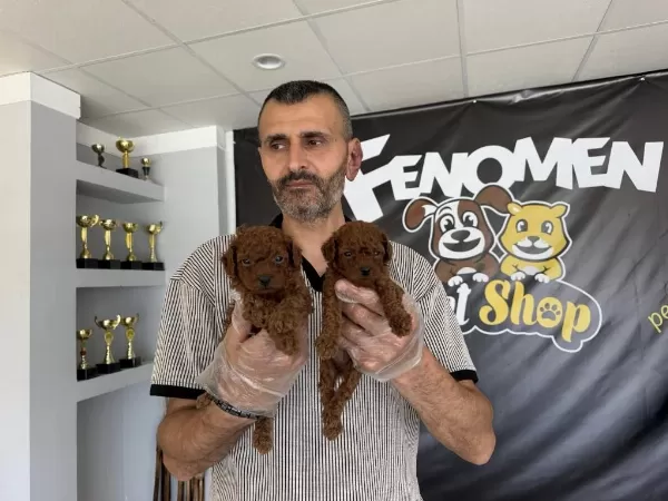 Türkiye Nin En Güzel Toy Poodle Yavrulari Ankara Da