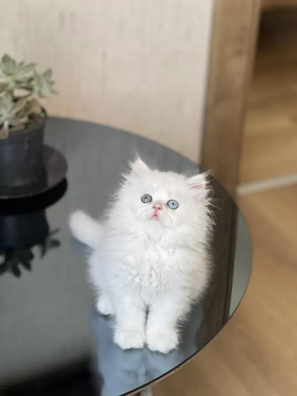 Eşsiz Göz Renginde British Longhair Yavrum