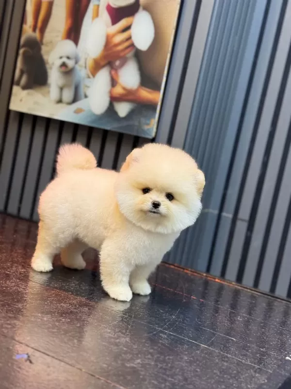 Sevimli Pomeranian Boo Yavrular