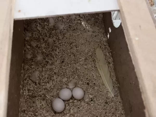Yumurtalı Lutino Sultan Papağanı Çifti