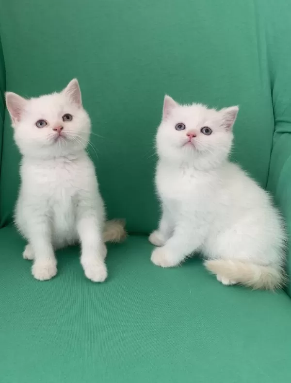 Safkan British Shorthair Bebeklerim