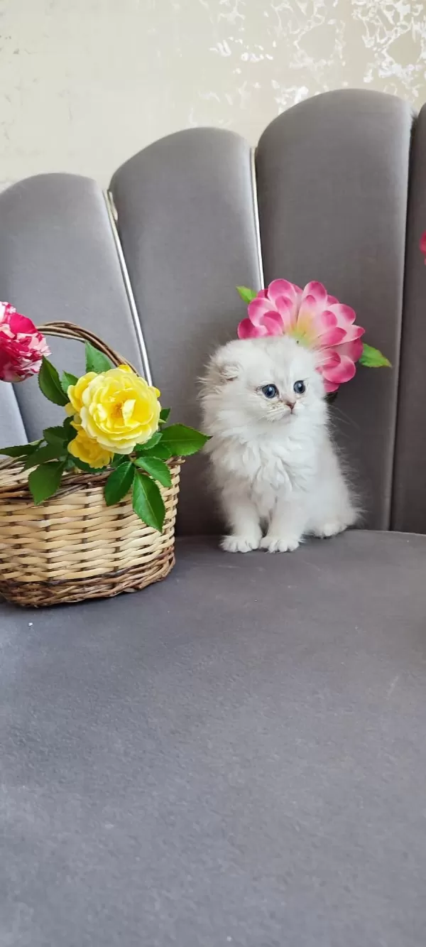 Scottish Fold Yavrumuz