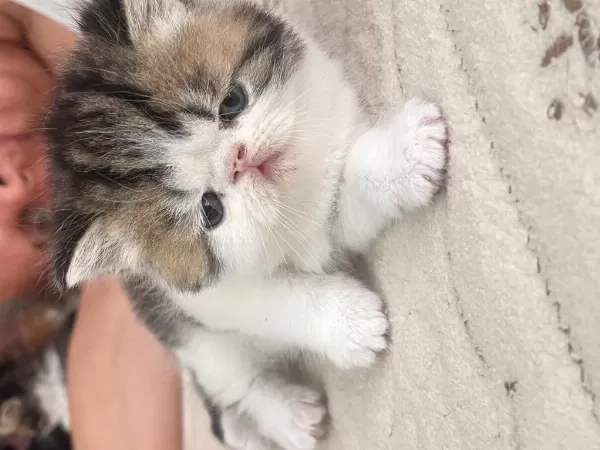 Exotic Shorthair Yavrular